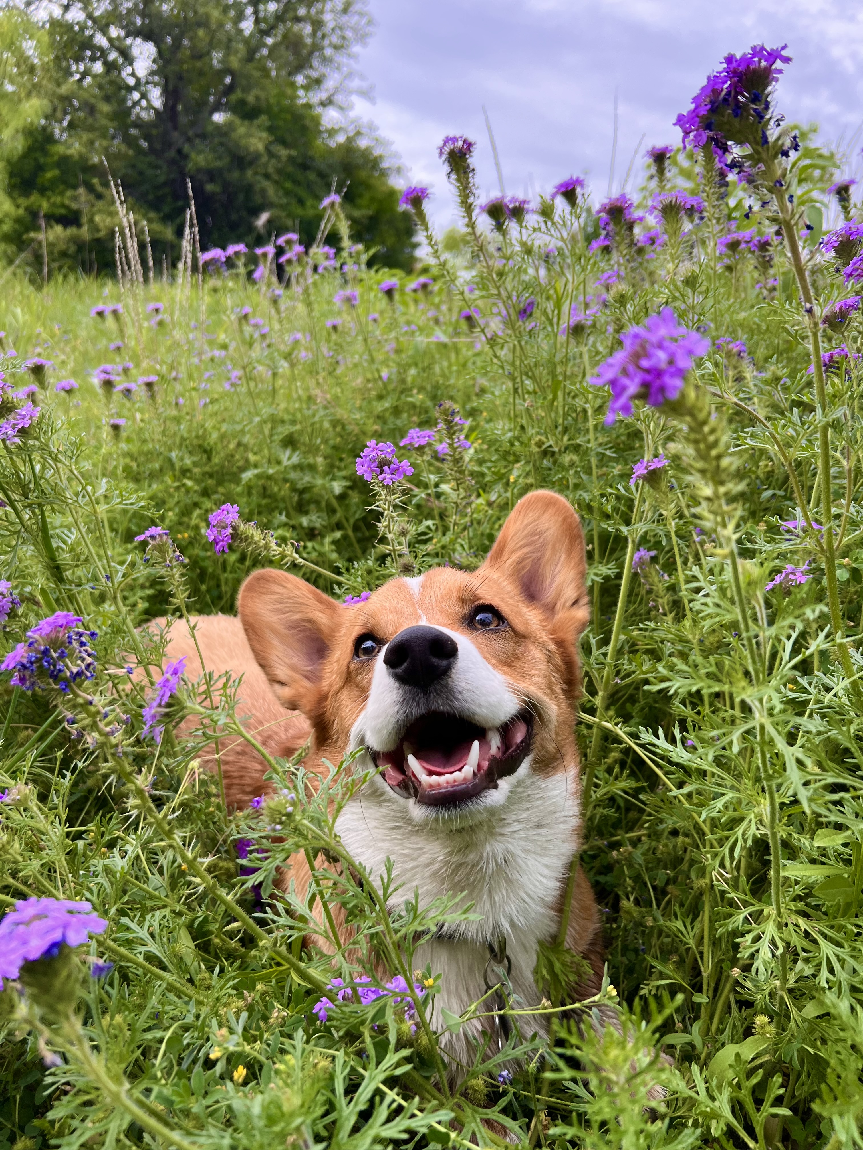 LinkinBio profile picture for @_max.thecorgi_